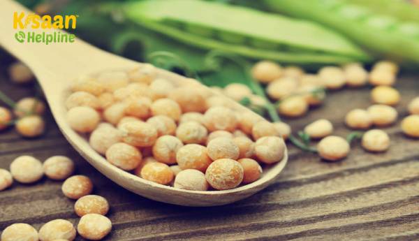 फर्म की मांग और आपूर्ति कम होने के कारण पीली मटर की कीमत बढ़कर 100 रुपये प्रति किलोग्राम हो गयी फर्म की मांग और आपूर्ति कम होने के कारण पीली मटर की कीमत बढ़कर 100 रुपये प्रति किलोग्राम हो गयी